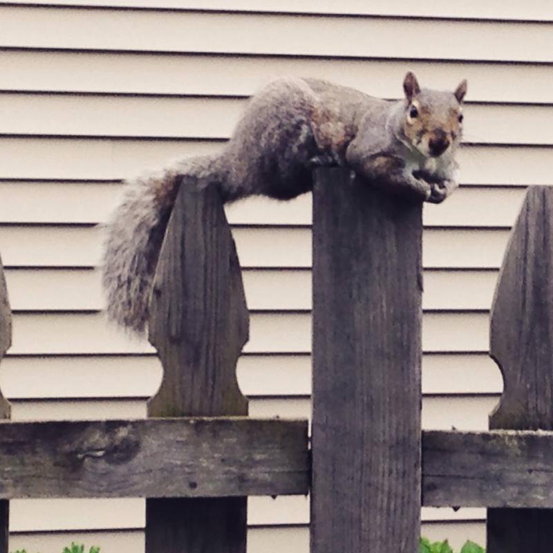 Squirrel sitting fence waiting for peanuts