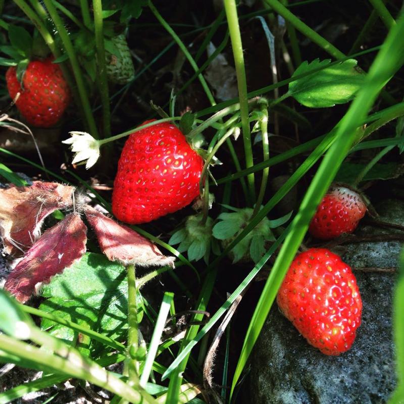 Strawberries right on the vine