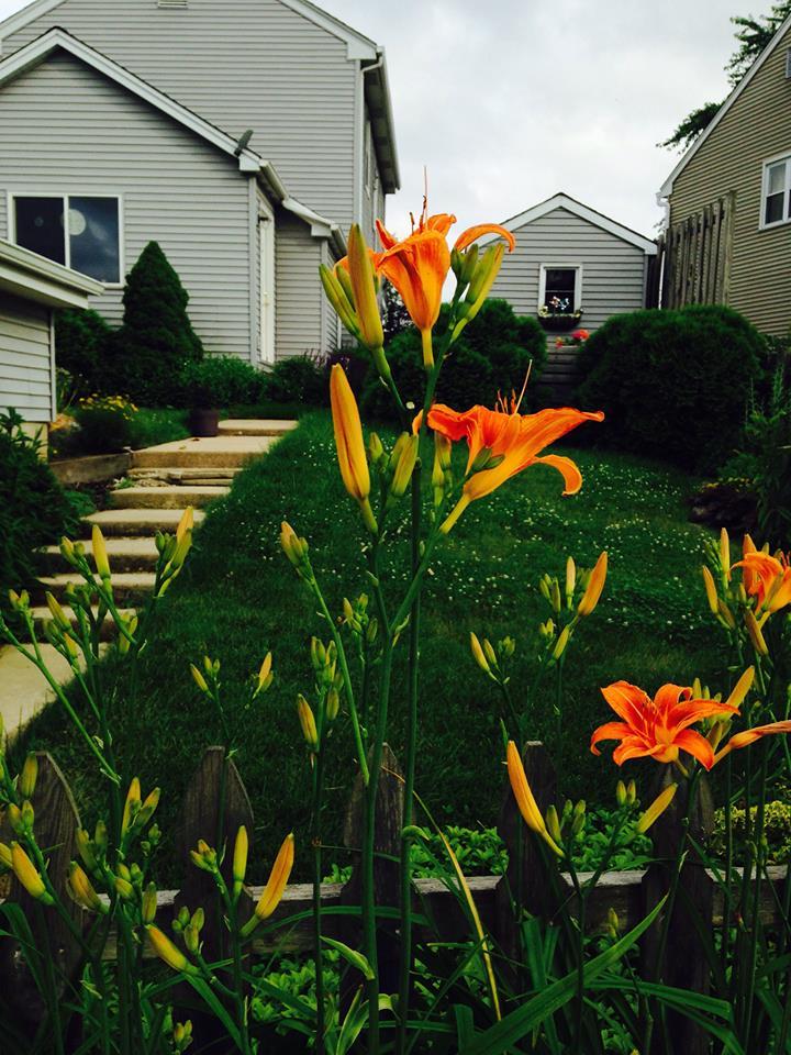 Tiger Lilies as tall as me