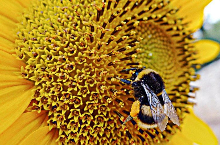 Unraveling the Pollinating Secrets of a Bee’s Buzz