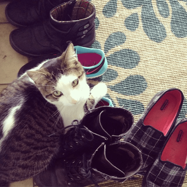 cat laying on shoes