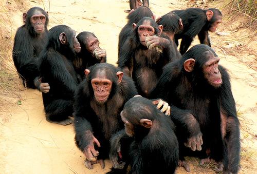 chimpanzees group