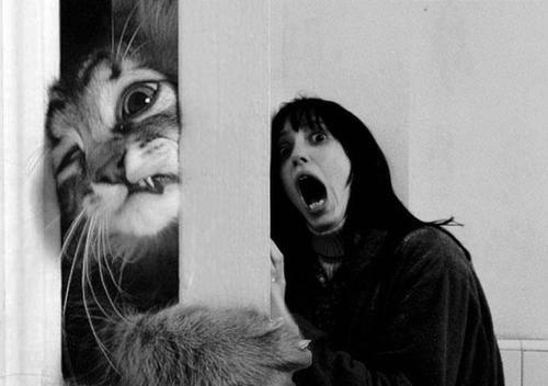 jack as a kitten in the shining