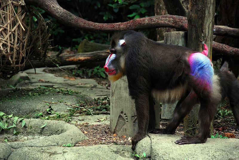mandrill at singapore zoo