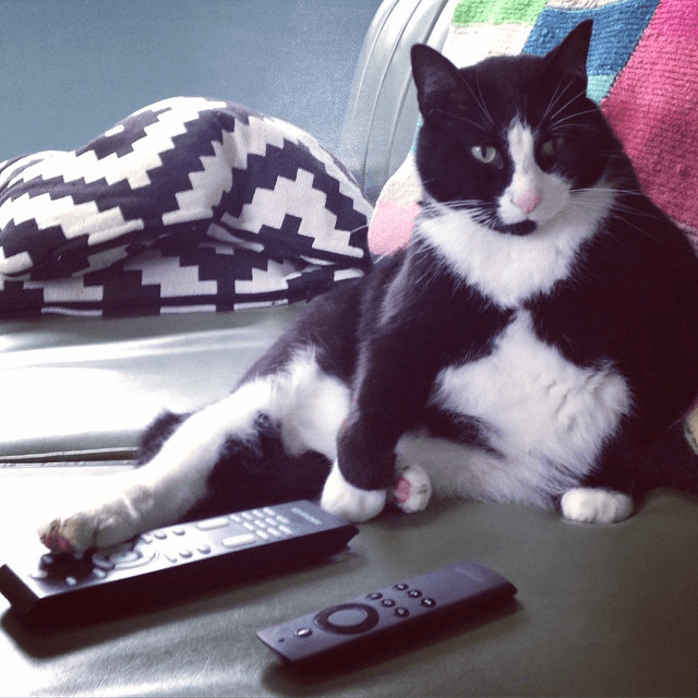 Fat Cat geared up for his morning couch surf