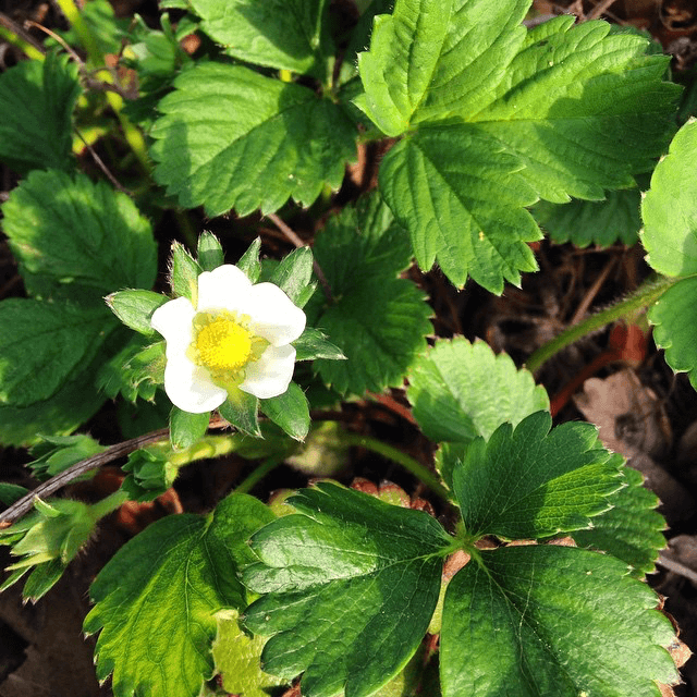 First strawberry flower of the year