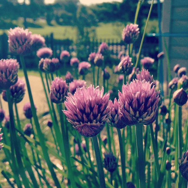 Good evening from the chives  peeps