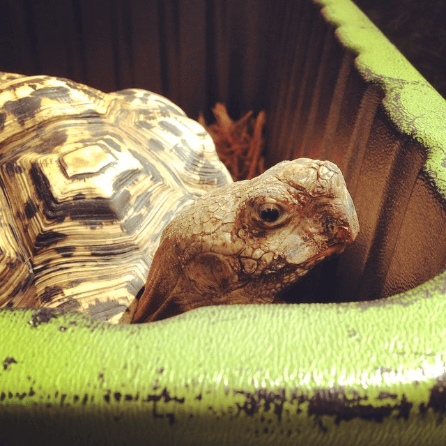 Good morning from old man turtle