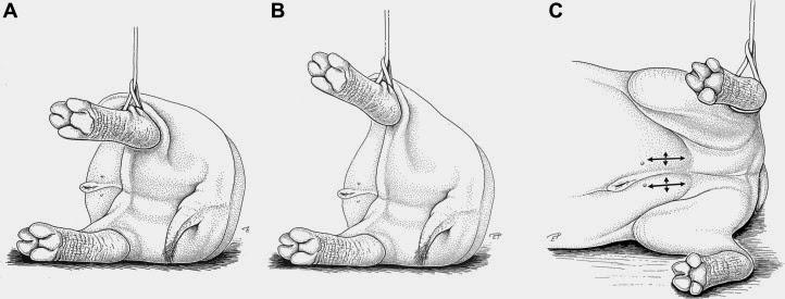 Hippo castration diagram