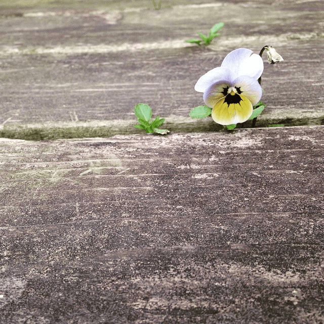 Little pansy growing up from the deck
