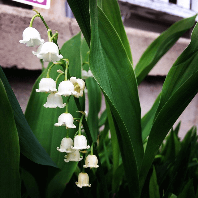 Little white bell flowers