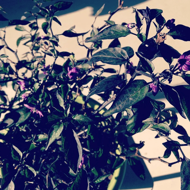 Malificent has her first pepper