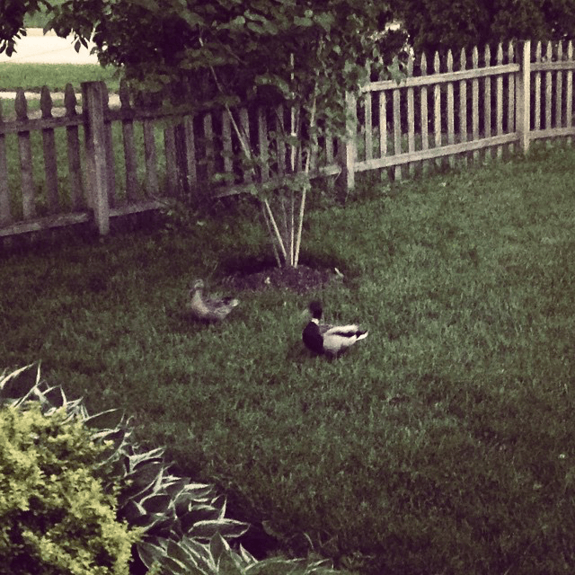 Mr. & Mrs. Duck dropped by a few minutes ago