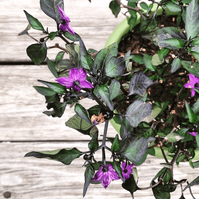 Pepper plant in bloom