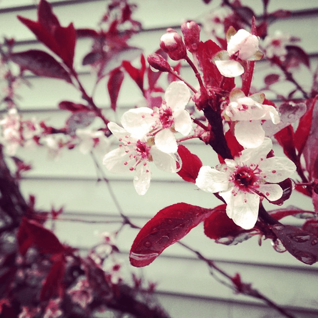 Pretty red flowers 2