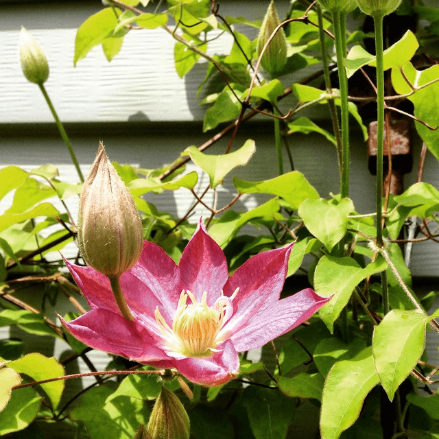 Sunny Saturday Flowers