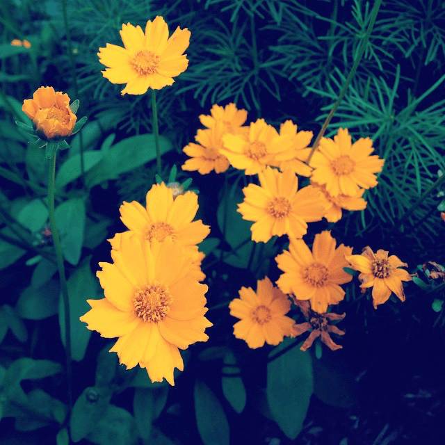These little orange flowers