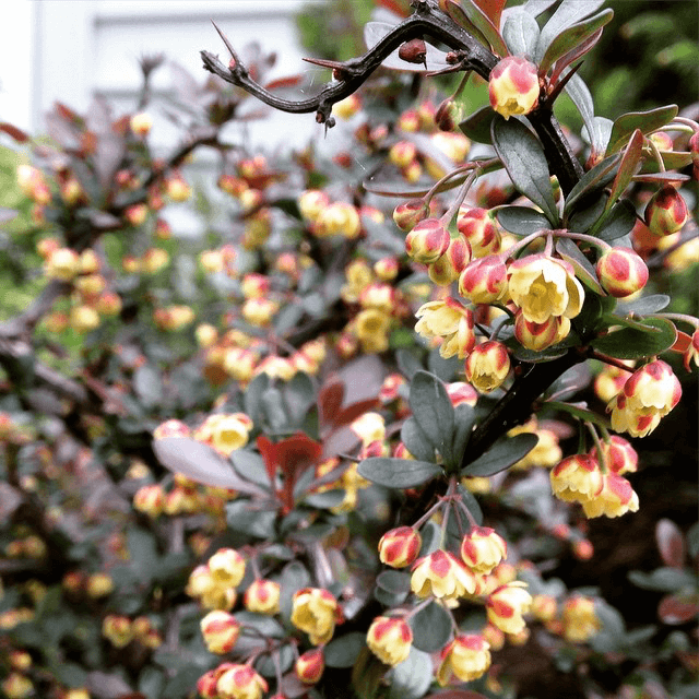 Wine colored bush with teeny yellow flowers