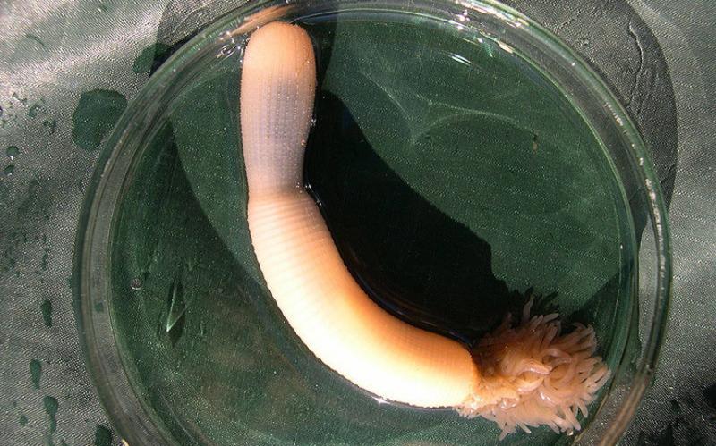 Ancient flesh-eating 'penis worm' dragged itself around by teeth