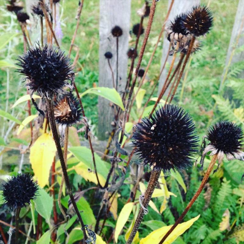 More dead flowers to go with my dead soul