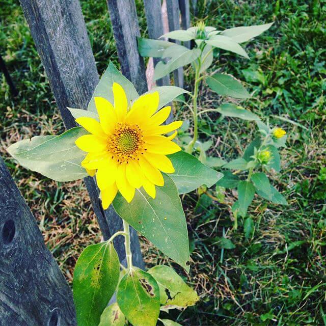 Bird feeder is growing sunflowers