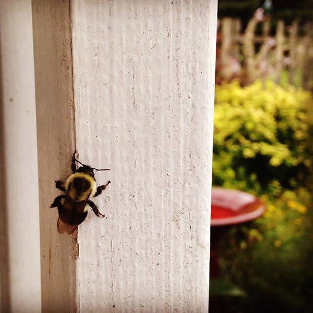 Bumble bee chillin