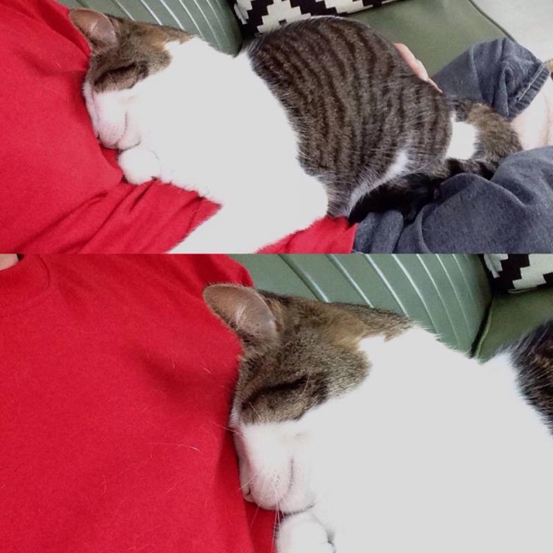Pearl the cat mashing her head