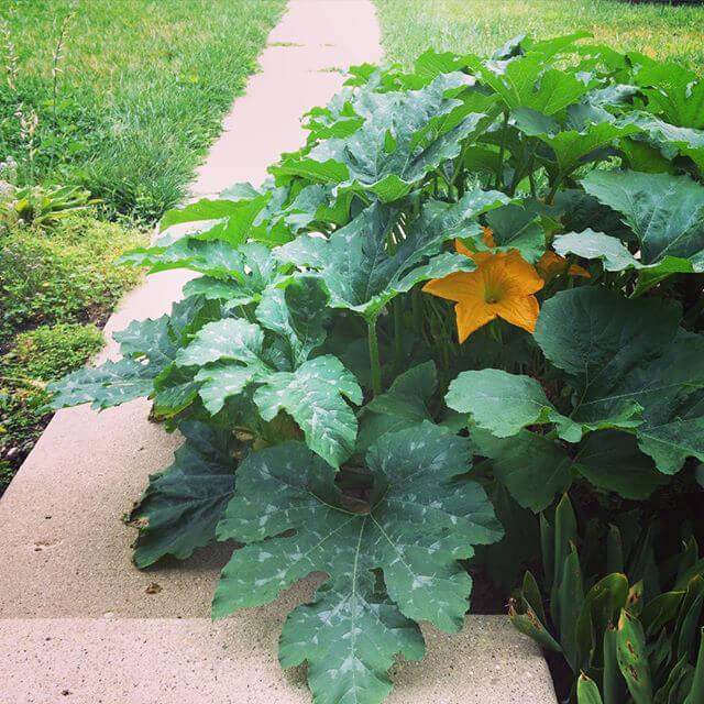 Pumpkin plant taking over the world