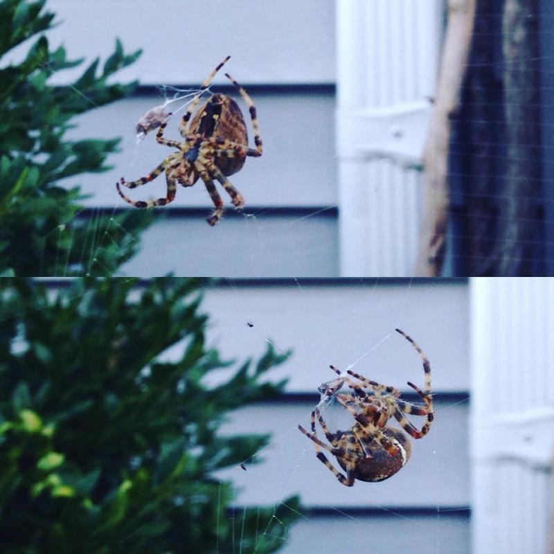 The spider outsider just caught himself some dinner