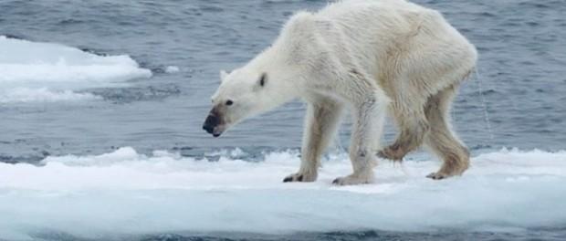 Emaciated polar bears are the future