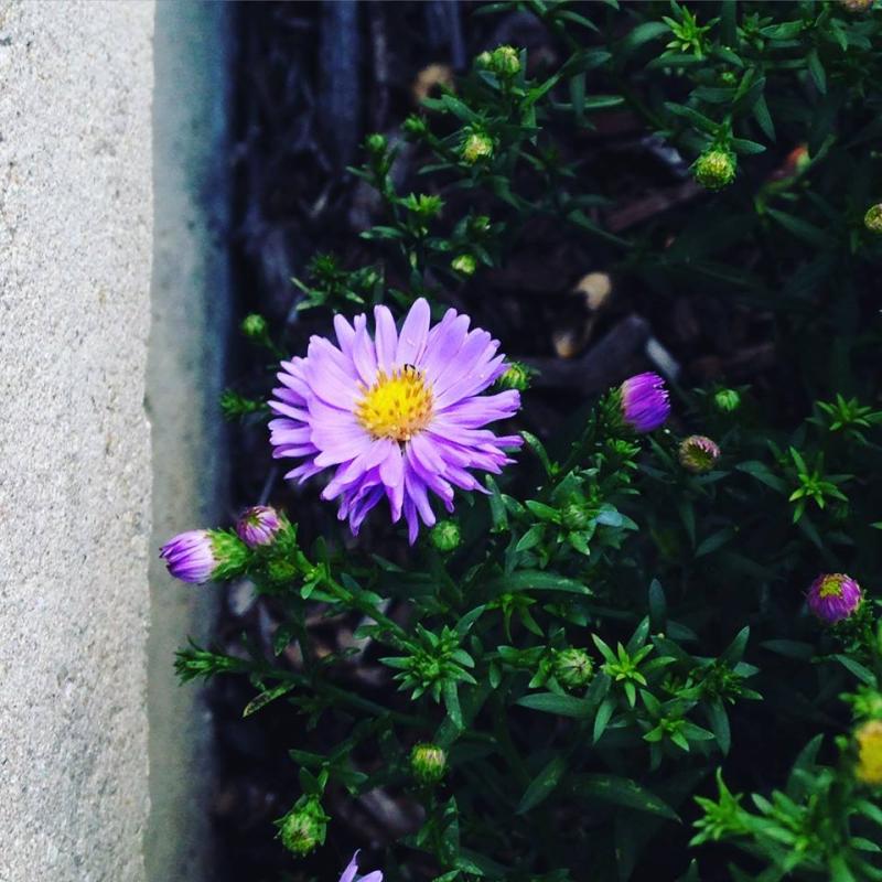 purple flower to get your day started