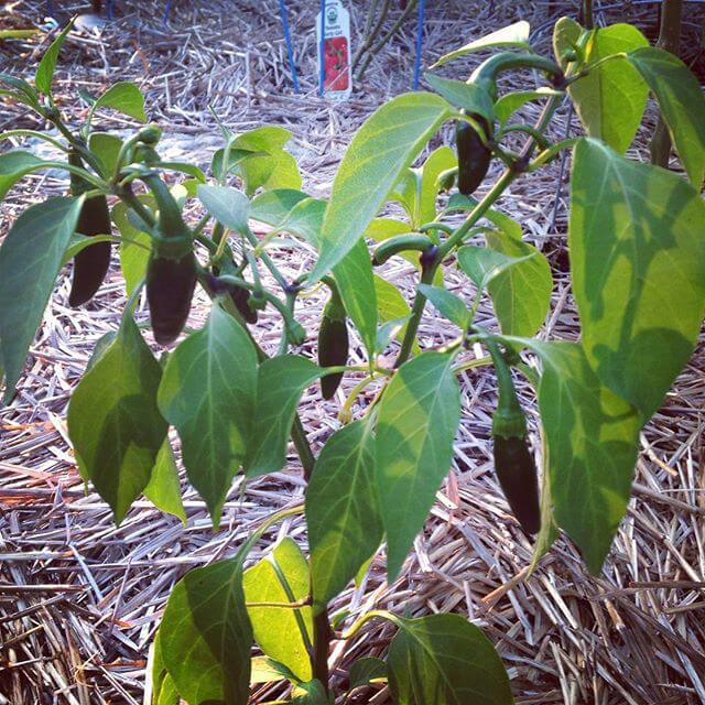 seven more jalapenos