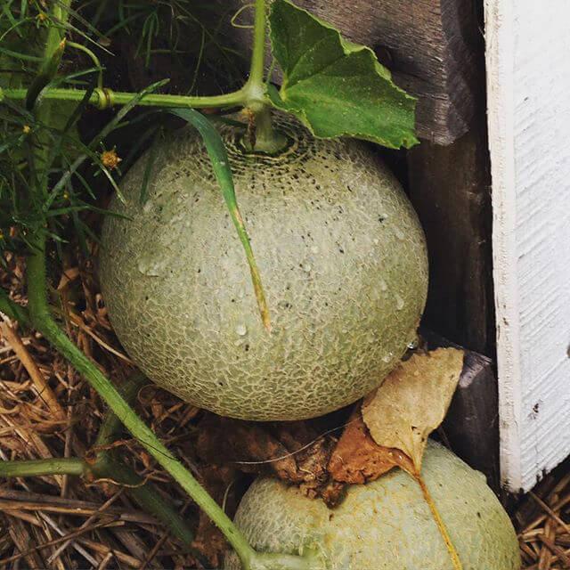 volunteer cantaloupe 2