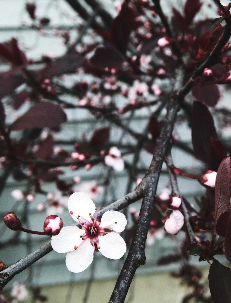 Another tree's flower starting to bloom