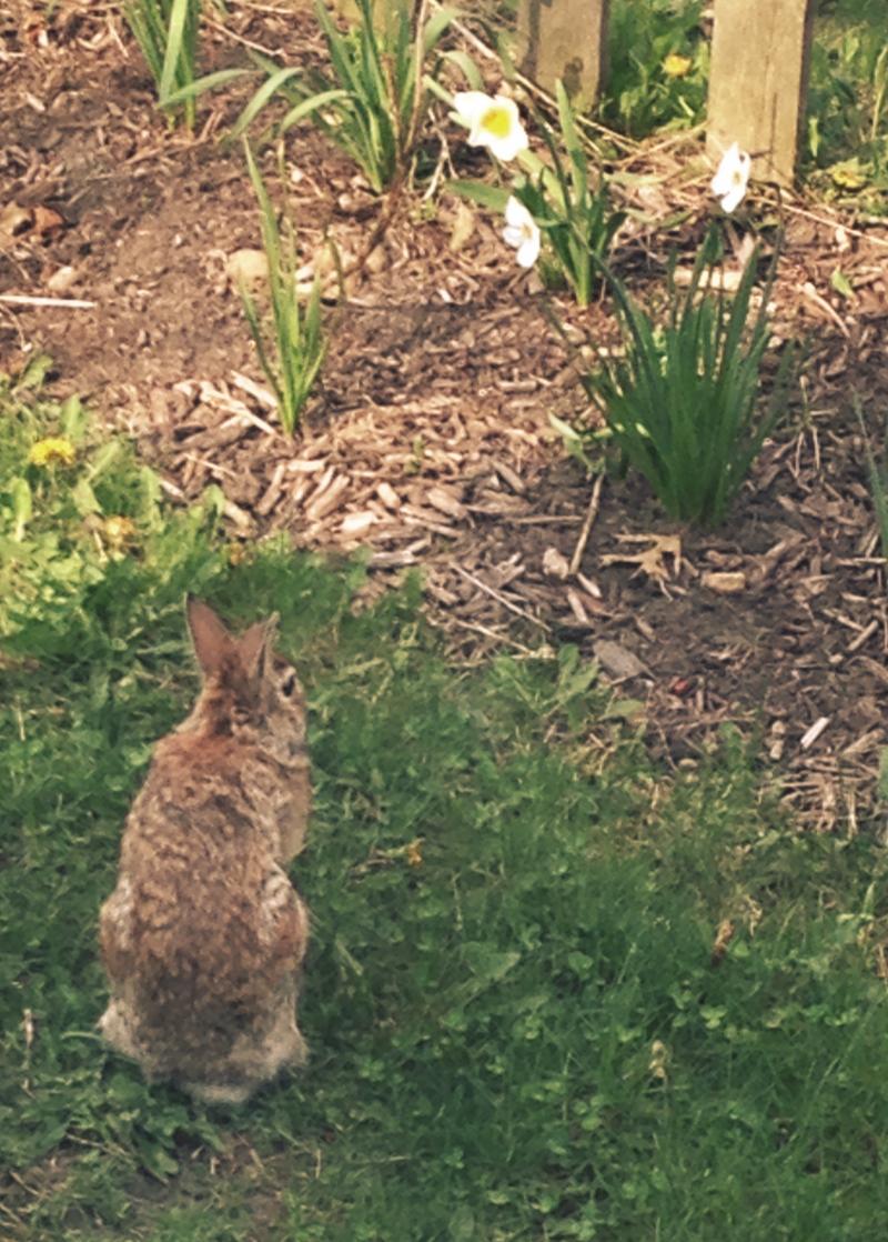 Bunny always giving me the evil eye