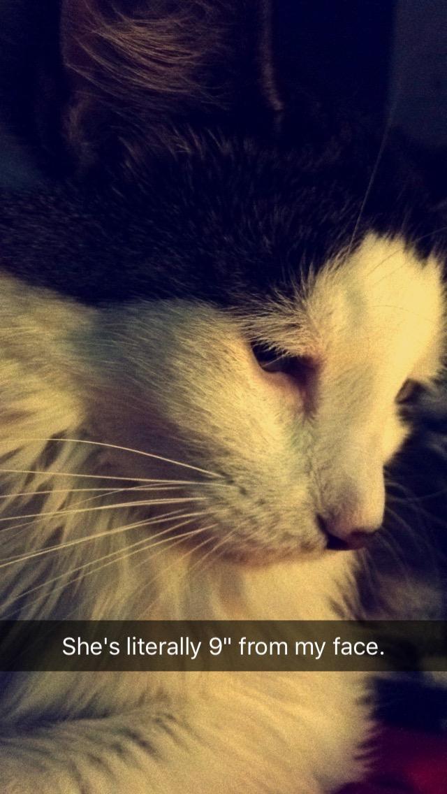 Cat is literally 9 inches from my face