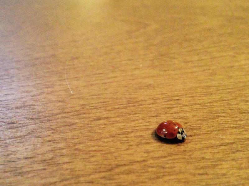 Ladybug on the dining room table