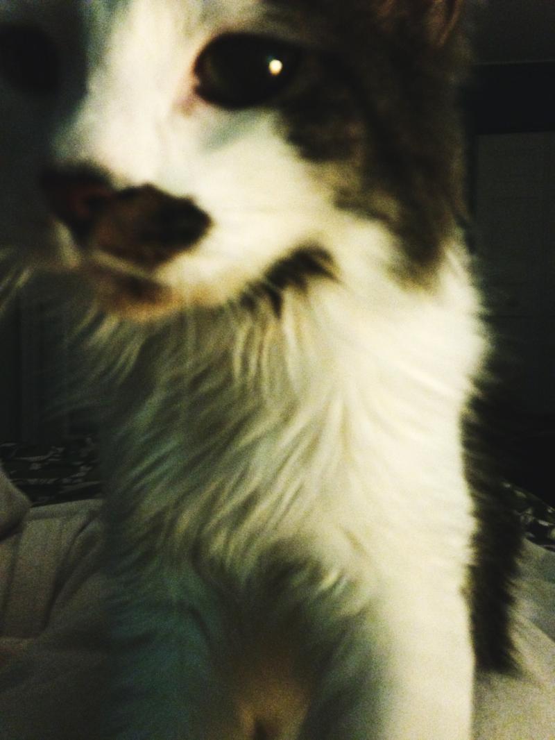 Late night photo shoot with cat 1