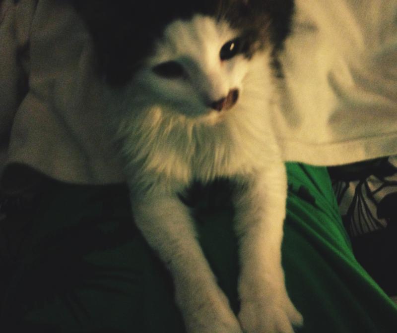 Late night photo shoot with cat 3