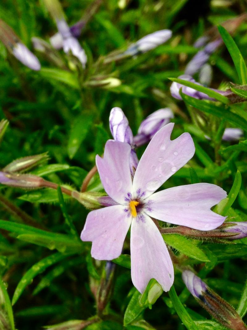 Lavender flowers doing their thing 1