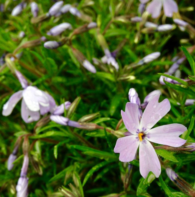 Lavender flowers doing their thing 2