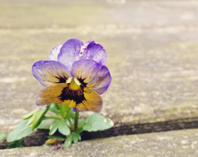 Pansy growing up through the deck