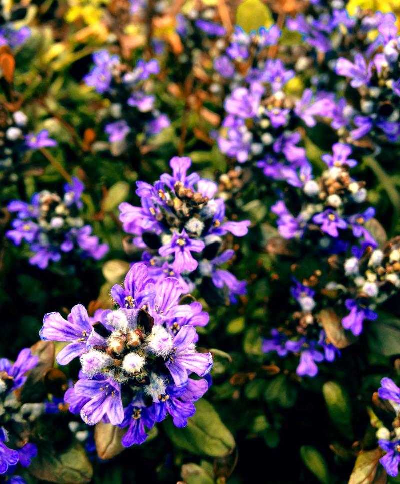 Purple flower ground cover