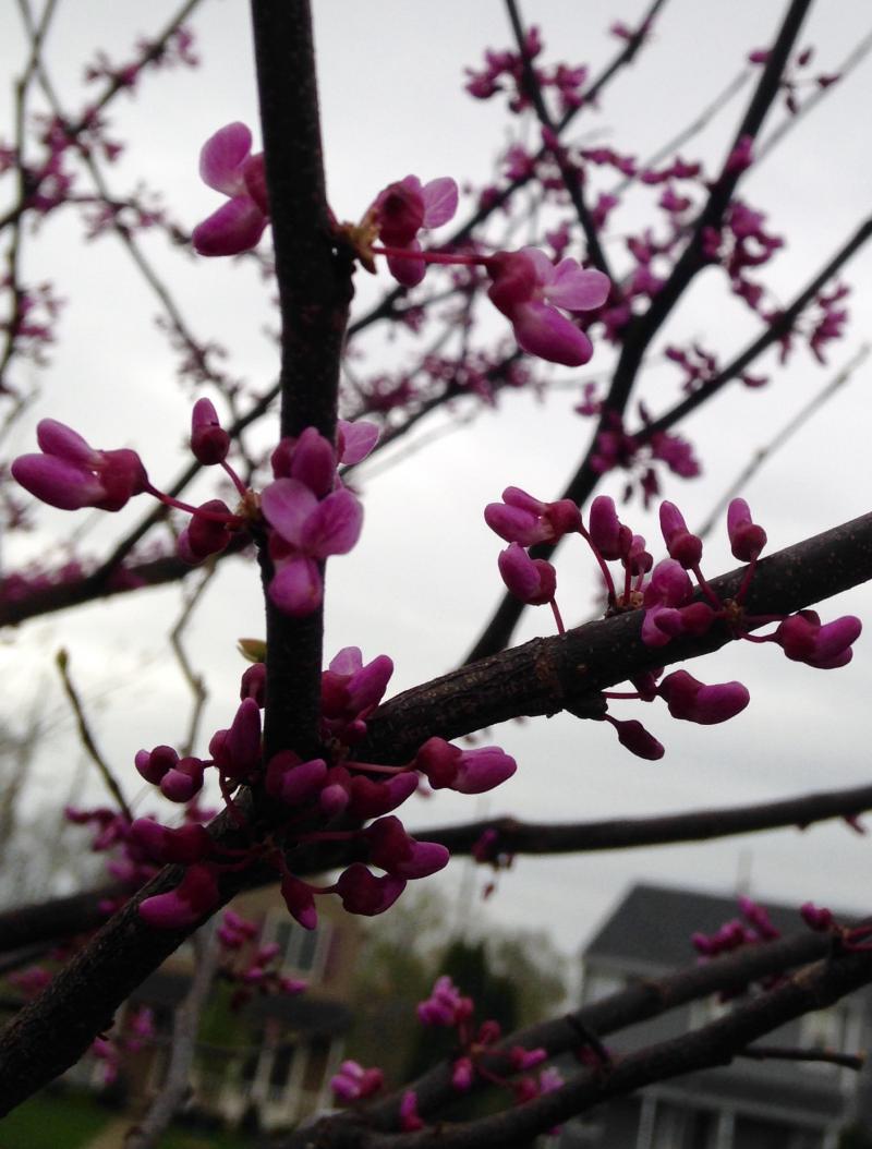 Redbud about to bloom