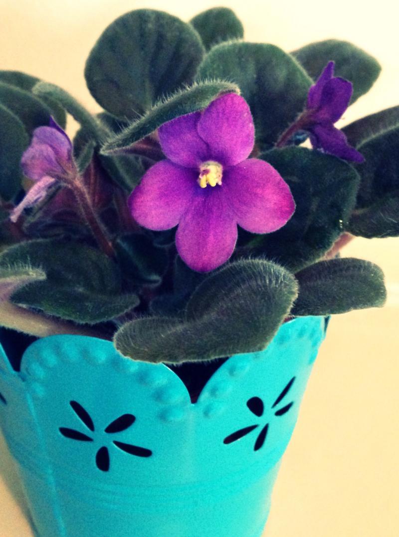 The little African Violet