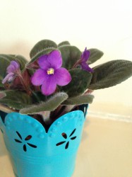 The little African Violet original