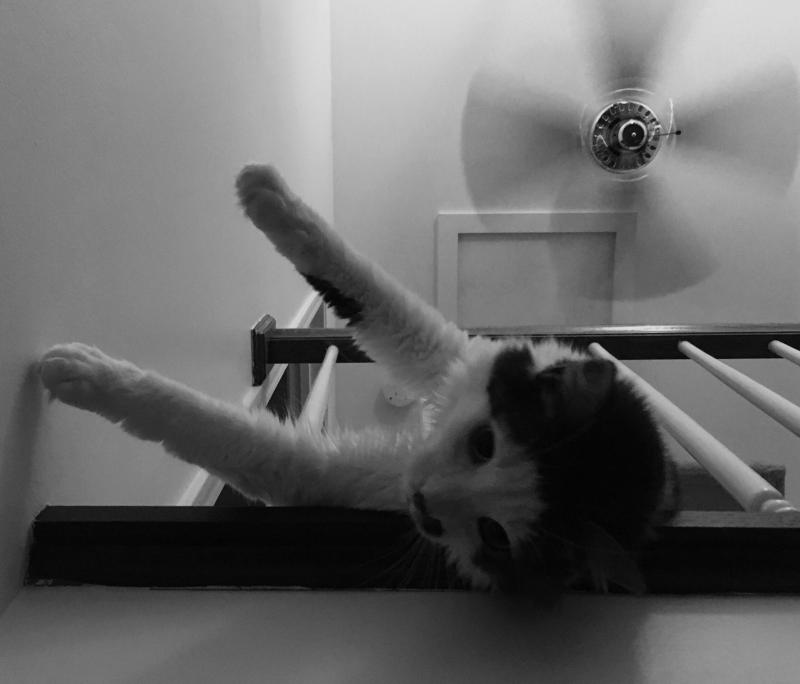 Black and white cat with fan