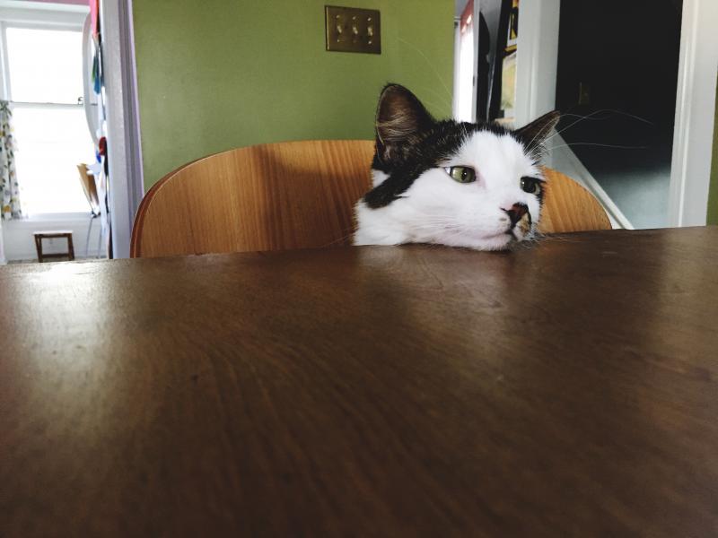 Cat always joins us for dinner