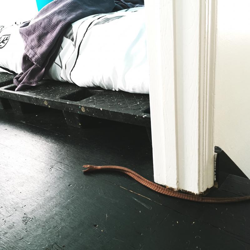 Cat's rubber snake