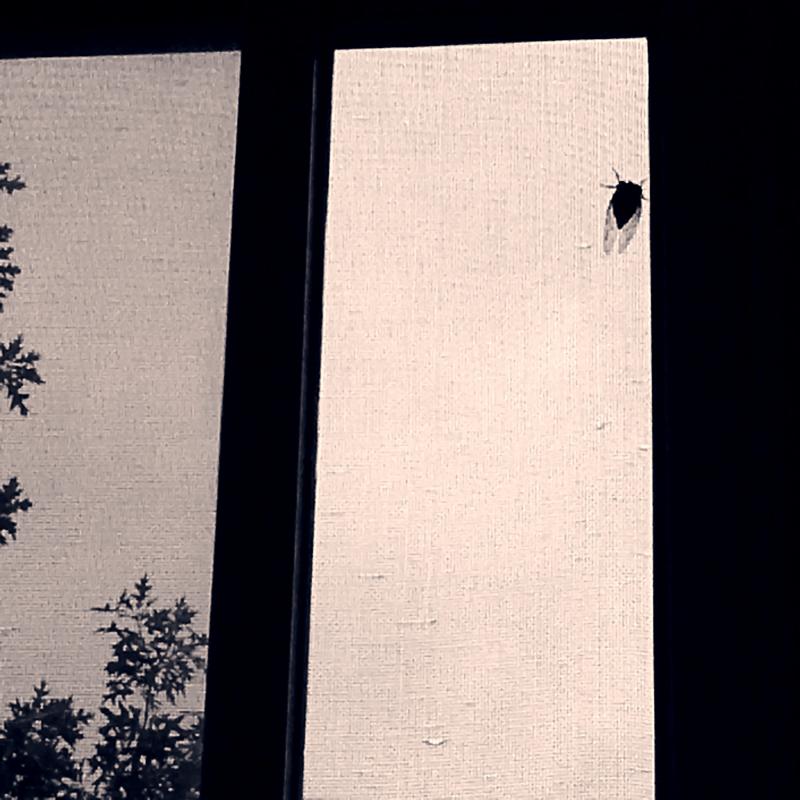 Cicada on the screen